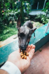 Dog Treats with 3 Ingredients